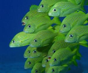 Puzzle Σμήνος πράσινο ψάρι